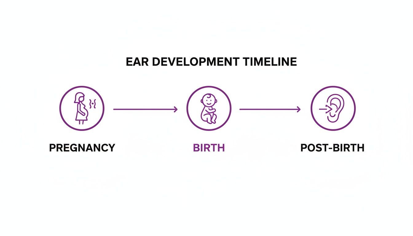 Timeline illustrating human ear development stages: pregnancy, birth, and post-birth with icons.