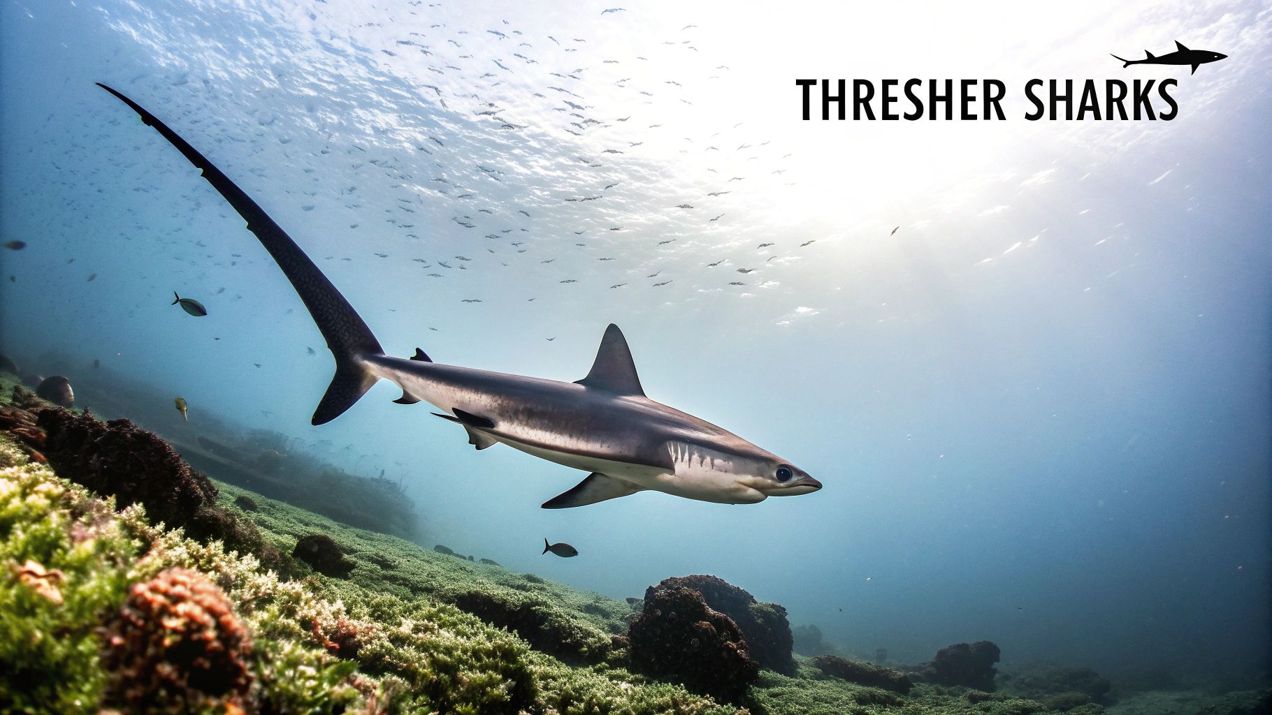 Malapascua Island, Cebu - Thresher Shark Capital