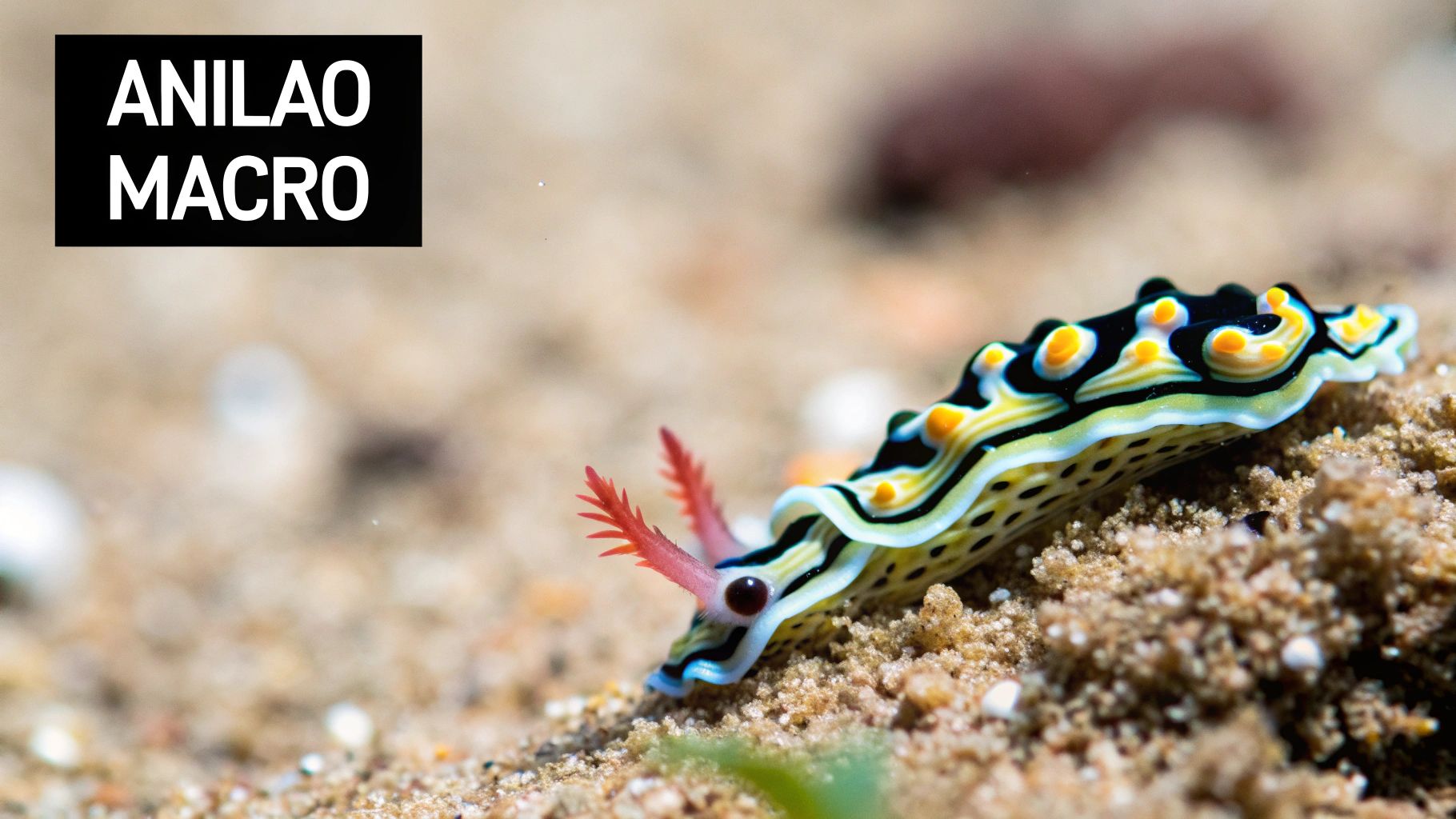 A diver exploring the vibrant coral reefs of Anilao, Batangas