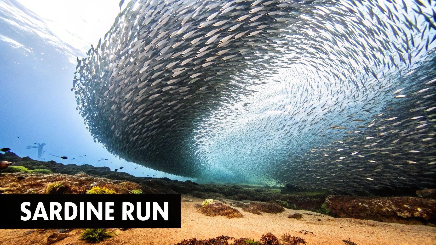 Moalboal Sardine Run and Turtle Sanctuary