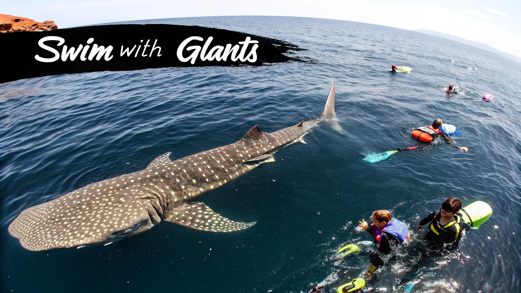 Whale shark swimming in Donsol Bay, Sorsogon