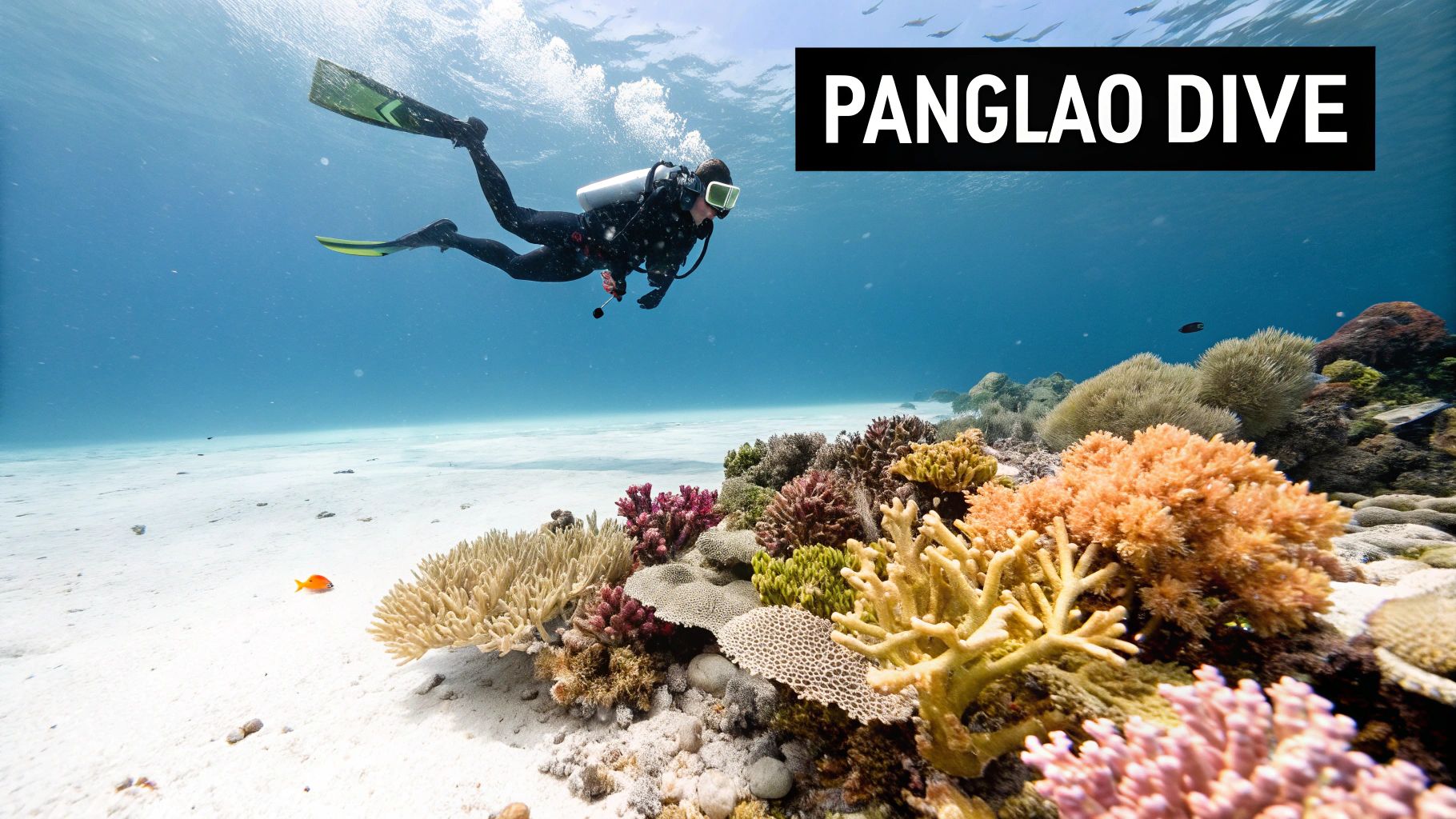 A vibrant underwater scene with a sea turtle swimming over a coral reef in Bohol - Panglao Island