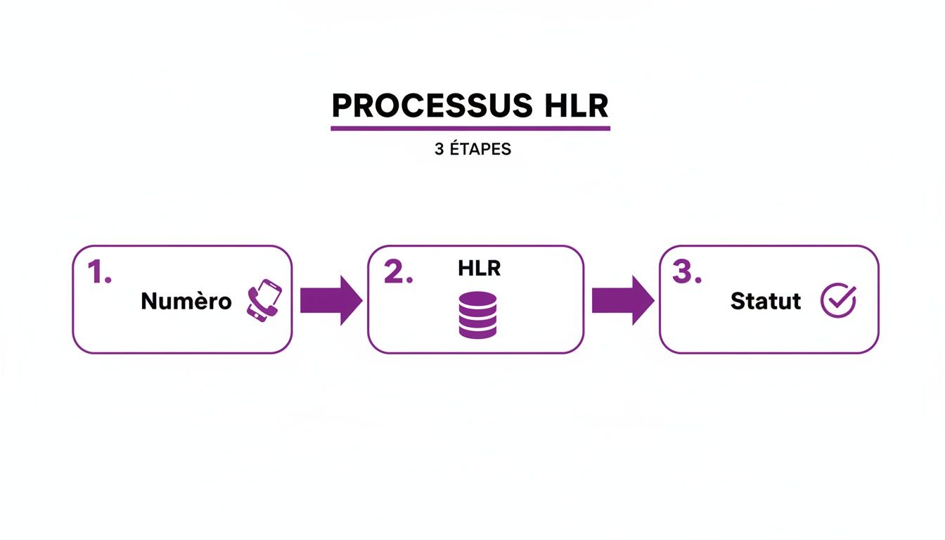 Infographie illustrant le processus HLR en 3 étapes : vérification du numéro, HLR et statut du numéro.