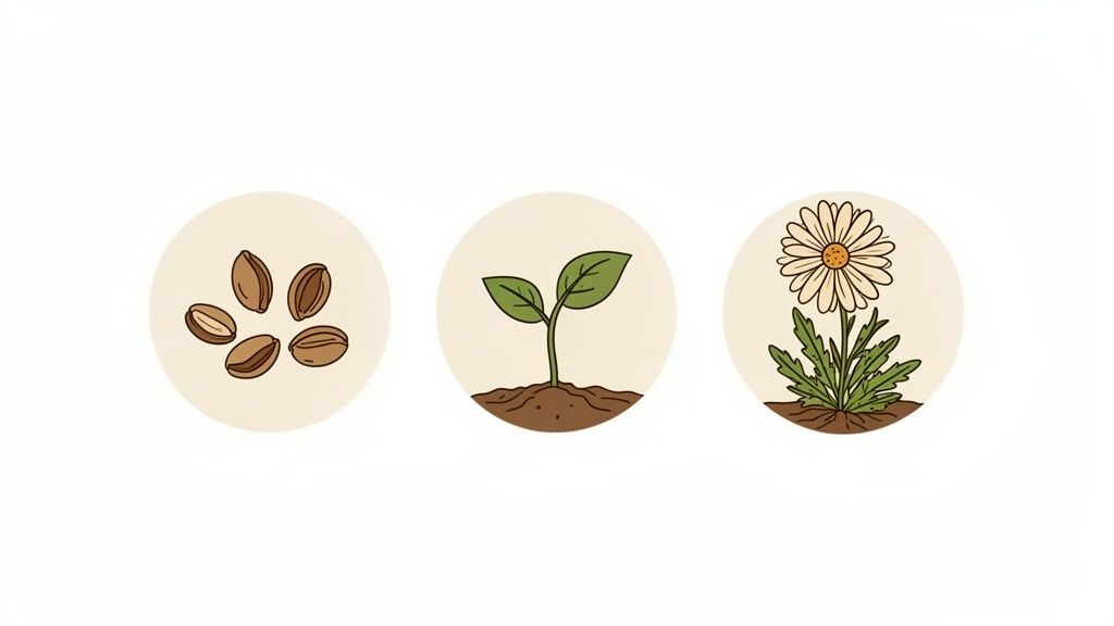 Three circular icons illustrate the plant life cycle: seeds, a sprout, and a blooming daisy.