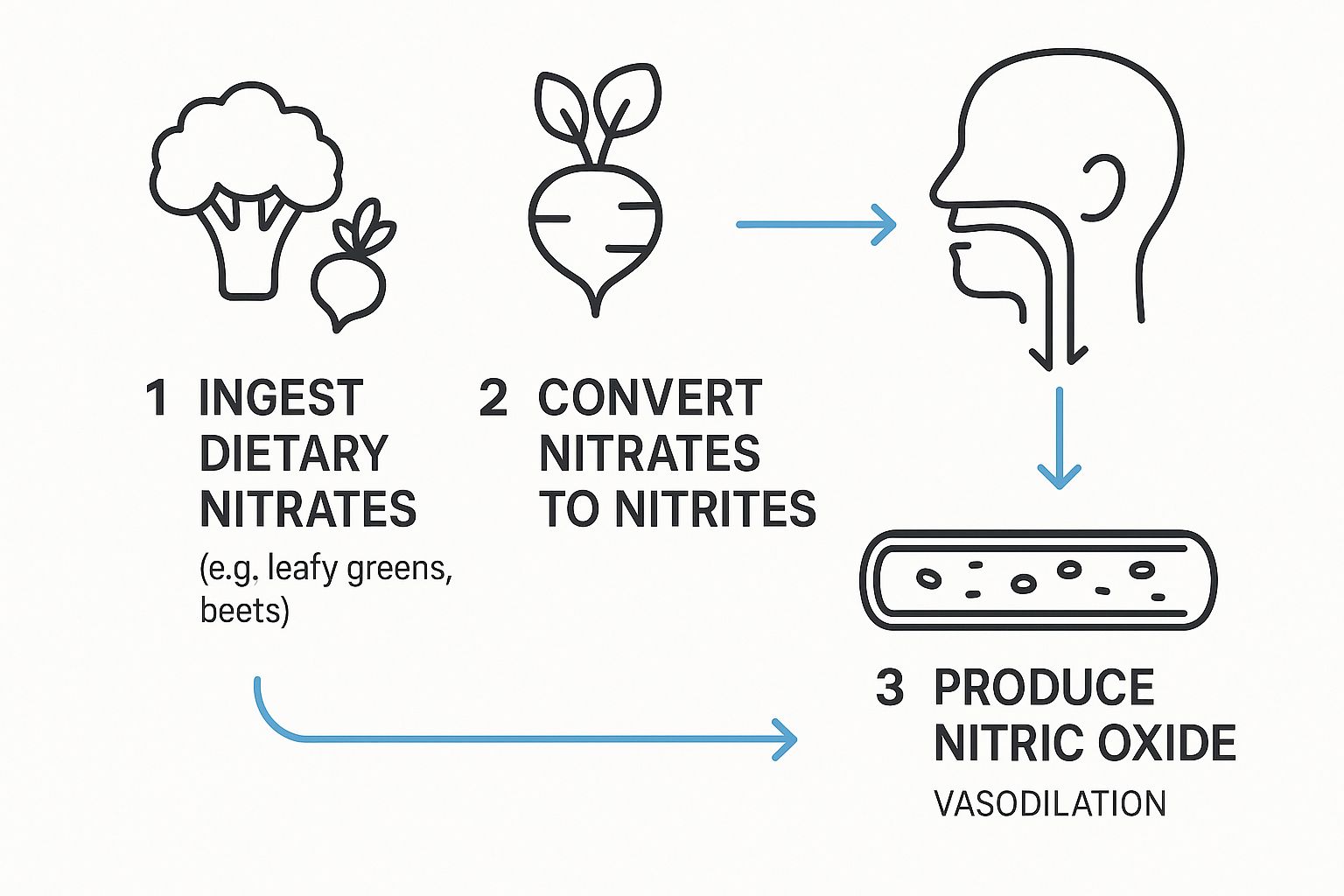a chart showing how dietary nitrates turn into nitric oxide