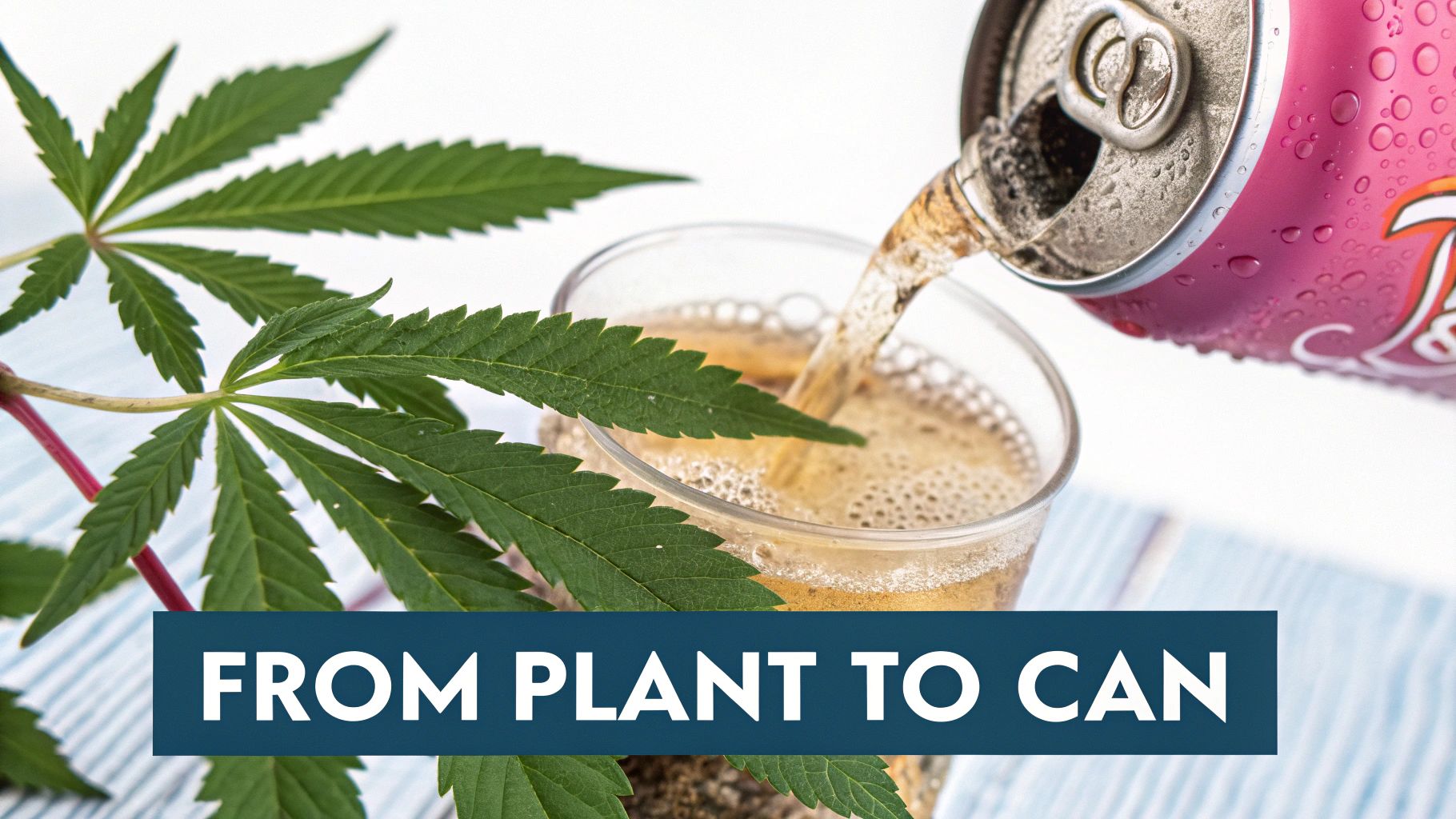 A cannabis leaf next to a pink can pouring a fizzy drink into a glass, with 'FROM PLANT TO CAN' text.