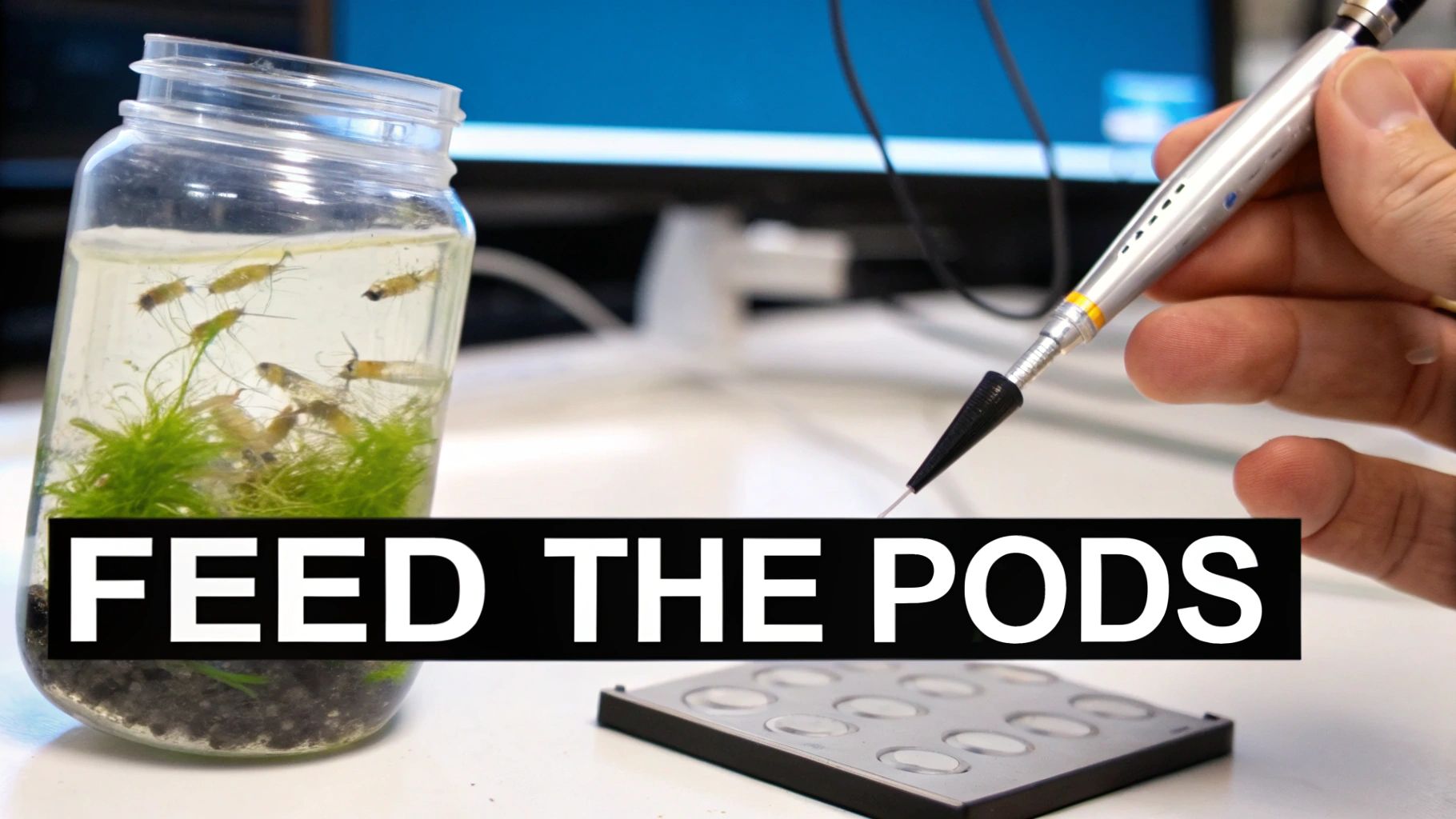 Hand holding pipette over jar containing copepods and aquatic plants for feeding mandarin fish