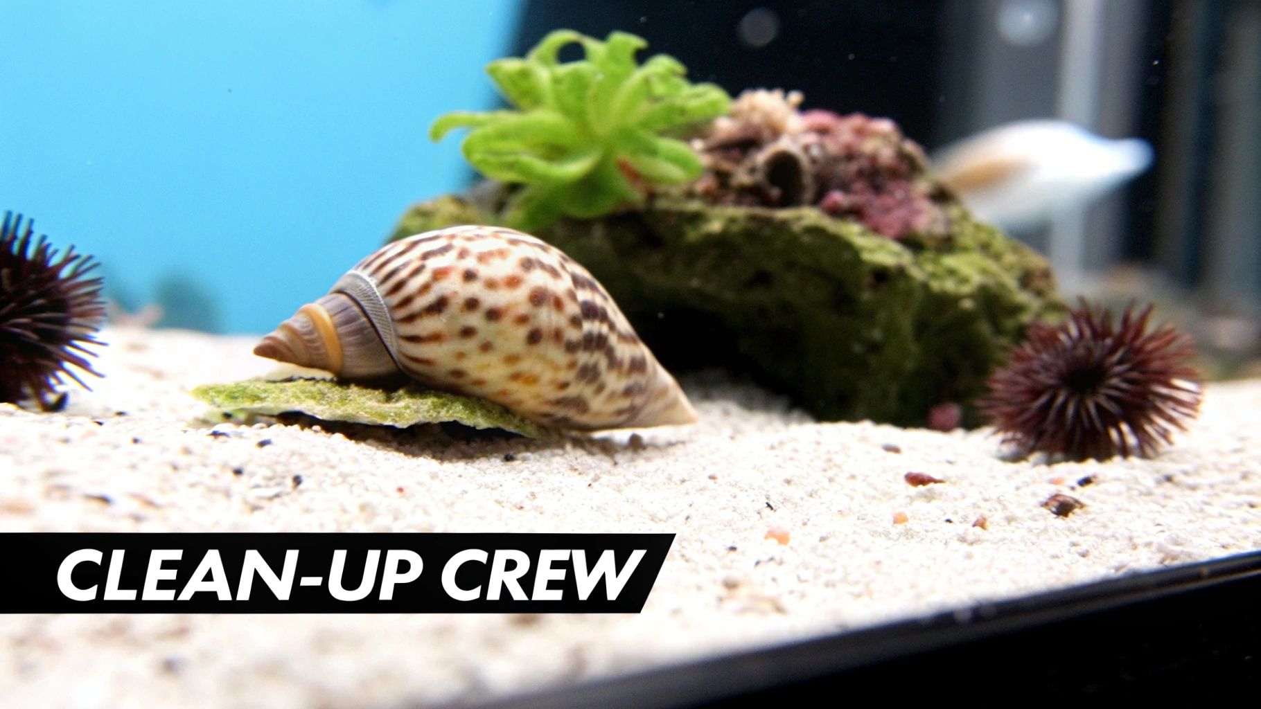 A spotted marine snail and two spiky sea urchins on a sandy aquarium floor.