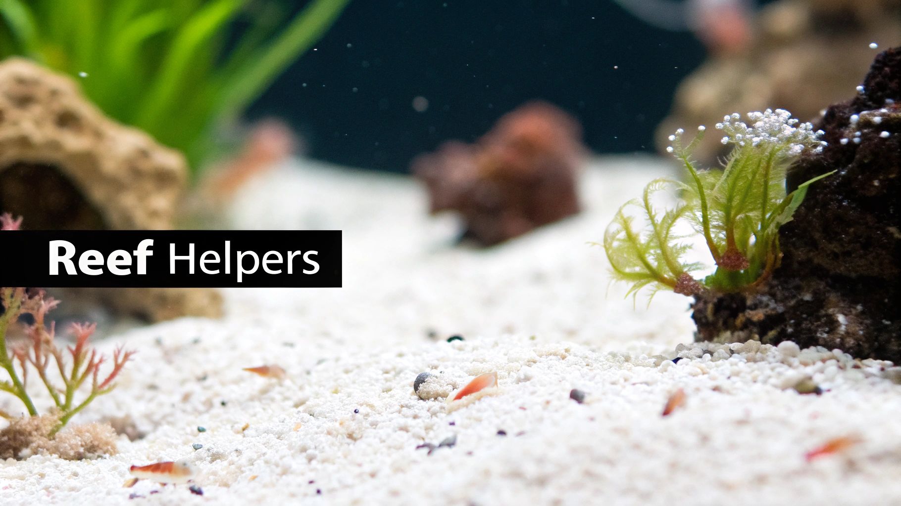 A close-up of a reef aquarium with sandy substrate, small red shrimp, green plants, and a 'Reef Helpers' banner.