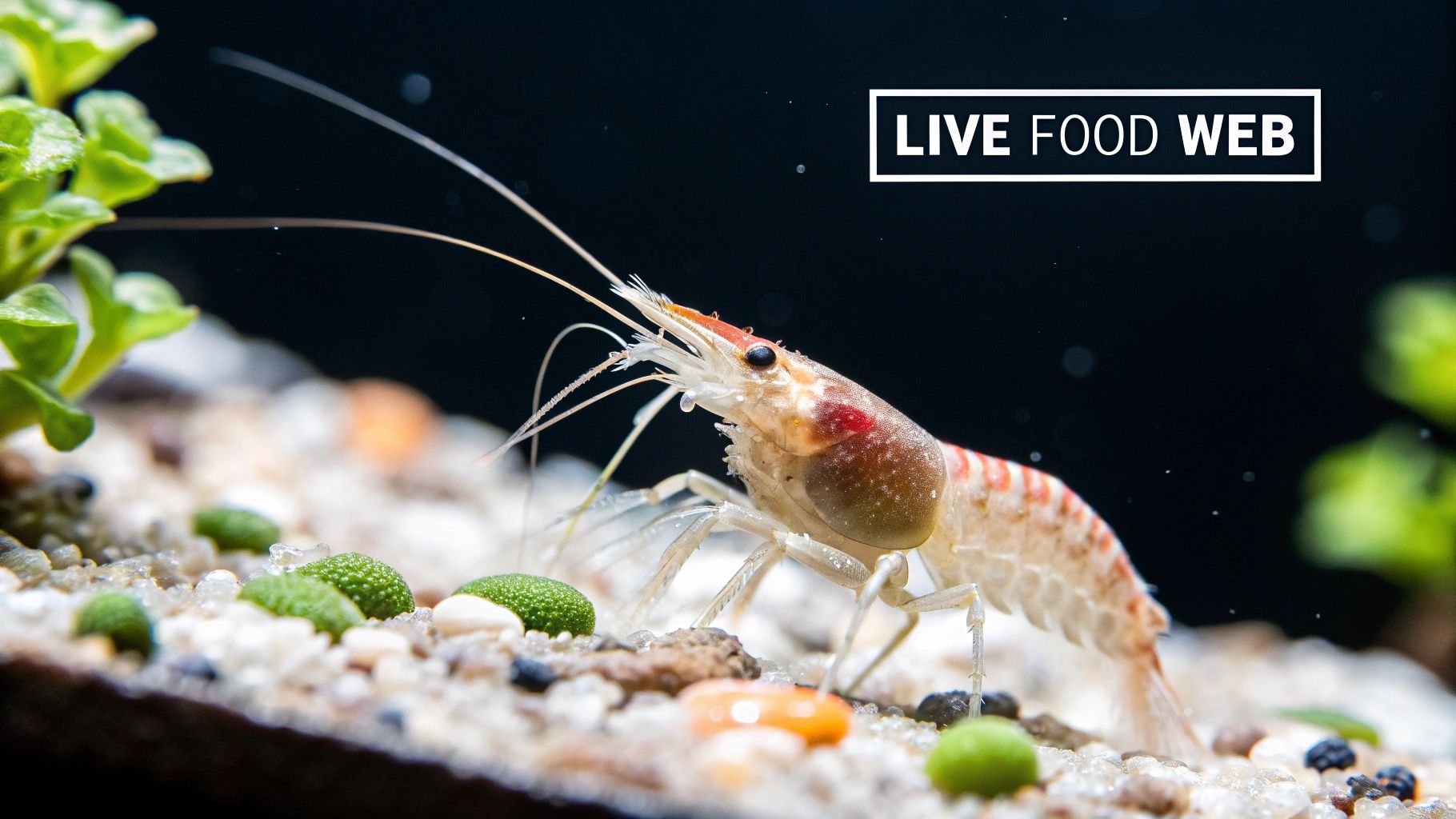 Close-up of a live shrimp with red markings on its head and striped body, in an aquarium with gravel and green plants.