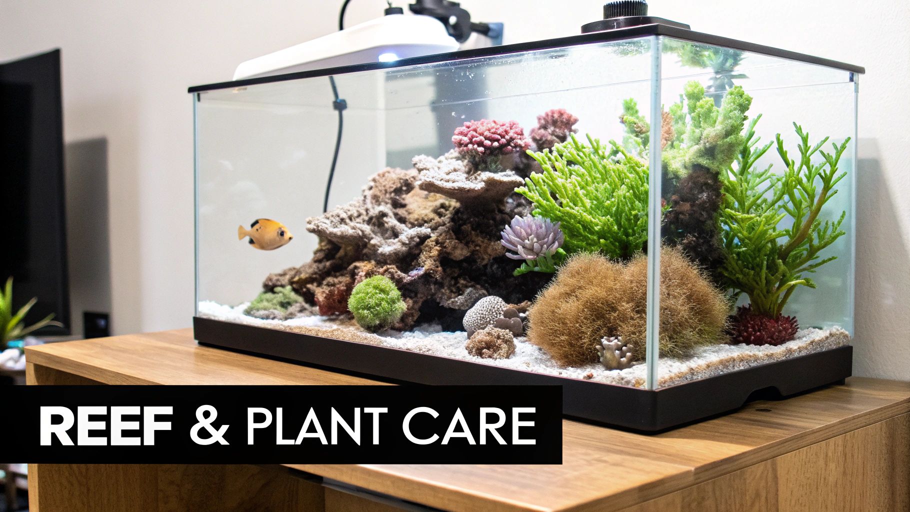 A beautifully maintained reef aquarium with a small fish, various corals, and marine plants on a wooden table.