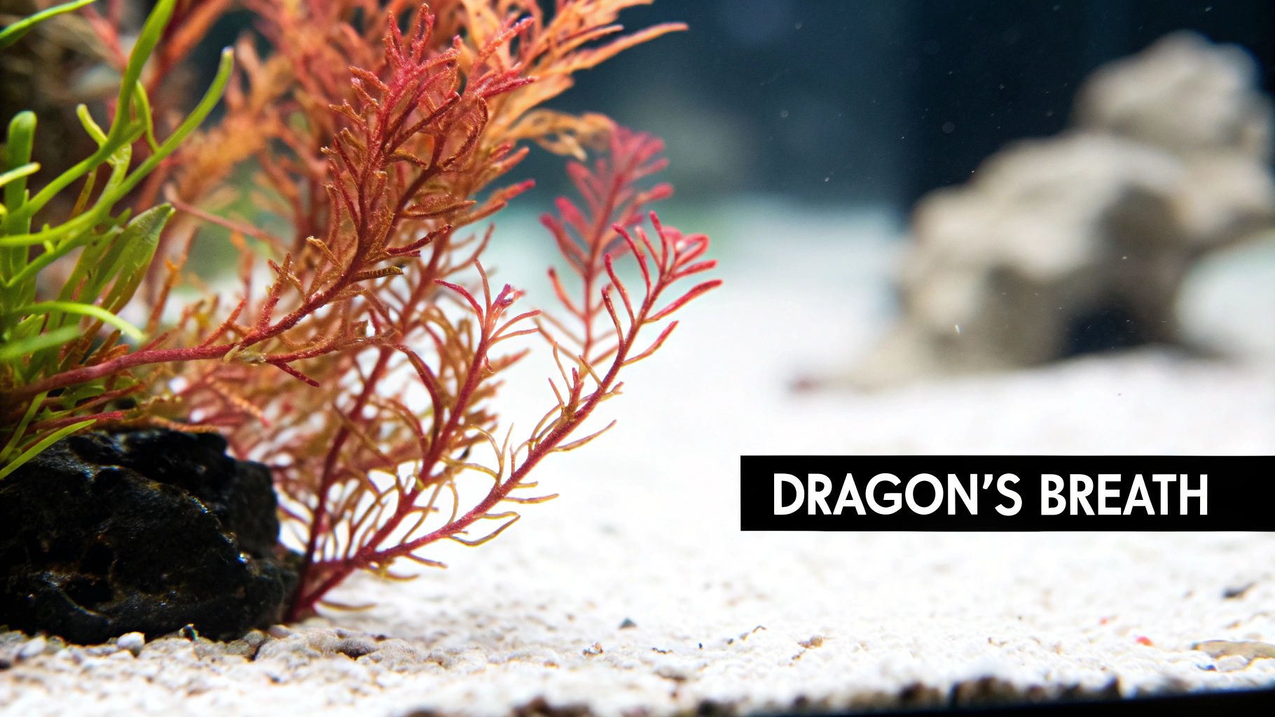 Vibrant red Dragon's Breath macroalgae in a reef tank
