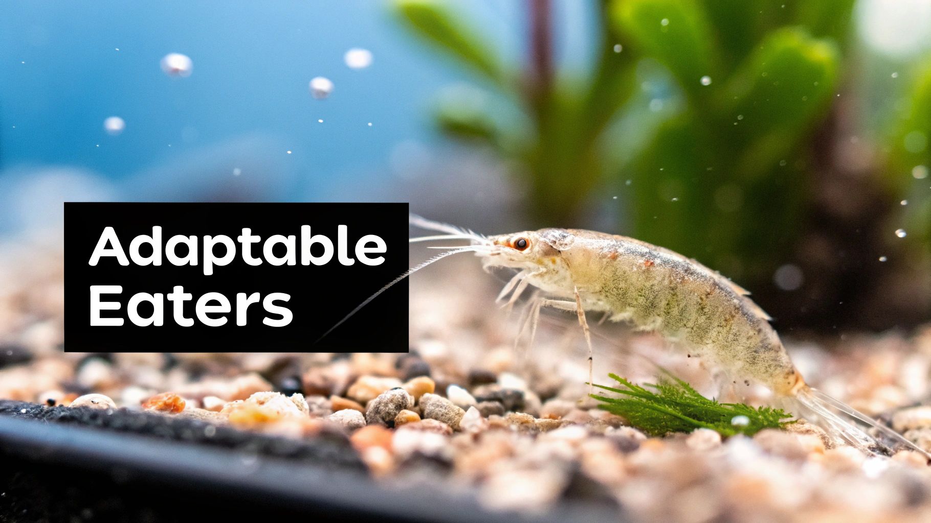 Copepods swimming near detritus in an aquarium