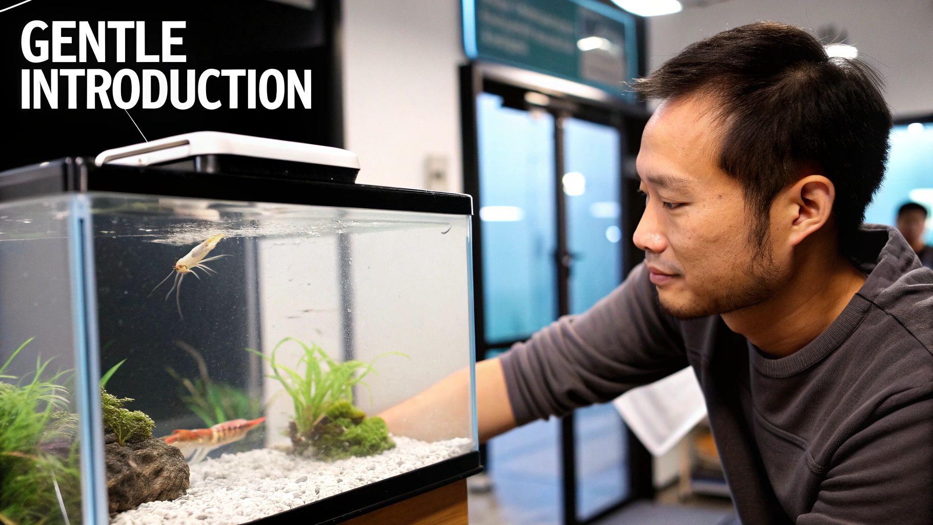 Asian man observing aquarium with shrimp during gentle introduction process for new tank inhabitants