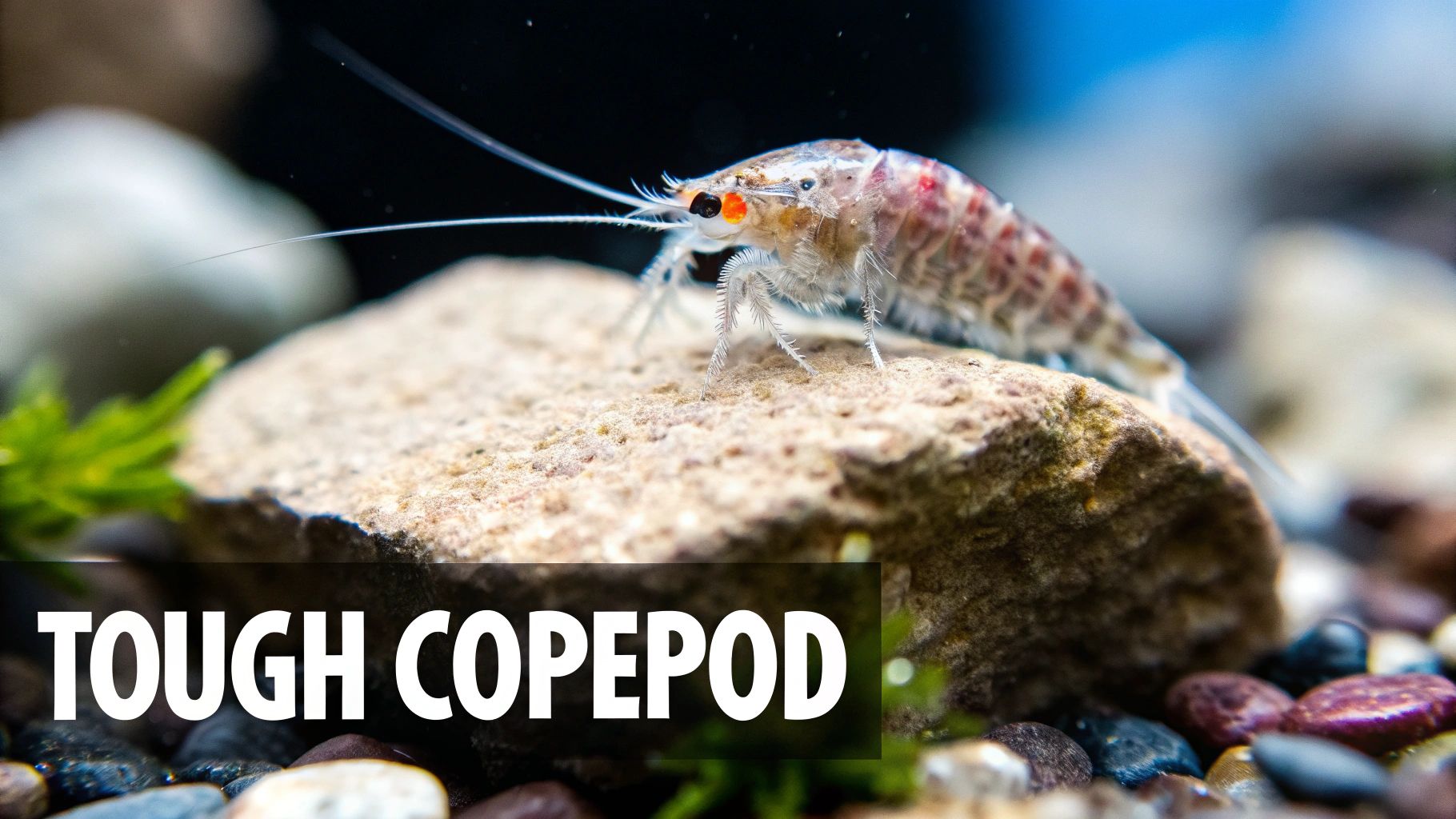 Close-up of a tiny, translucent copepod with red eyes and long antennae, resting on a textured rock.