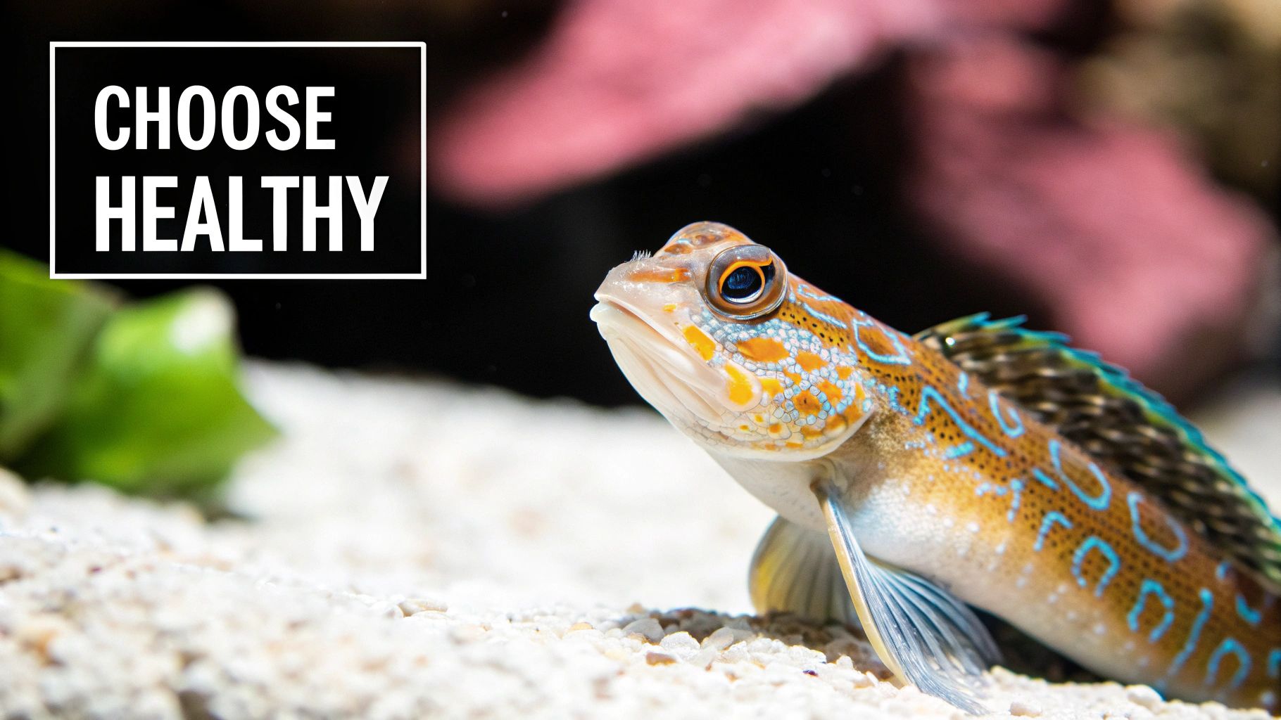 Colorful mandarin goby fish on sandy aquarium bottom with choose healthy motivational text overlay