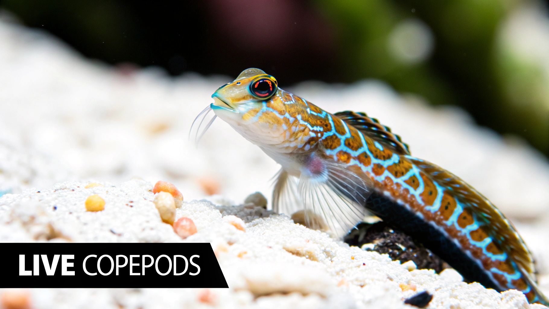 A colorful Mandarin Dragonet swimming near a coral reef.