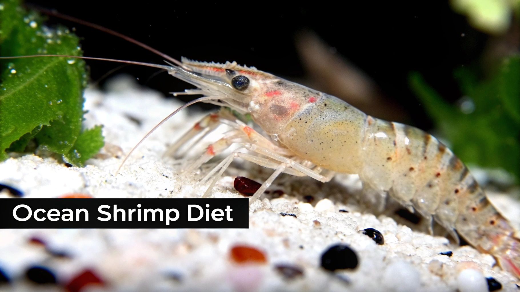 A close-up of a shrimp swimming in the ocean, highlighting its intricate details.