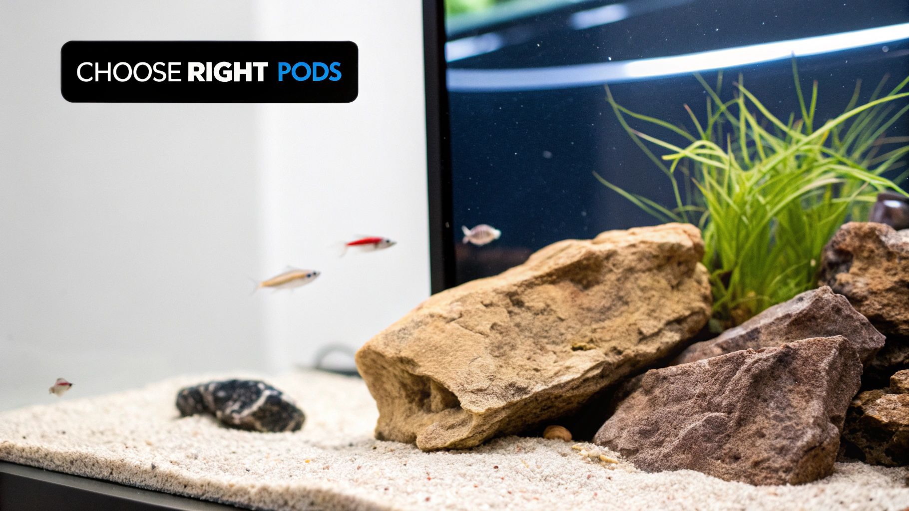 A clean aquarium showcasing small fish, a sandy bottom, various rocks, and green aquatic plants.