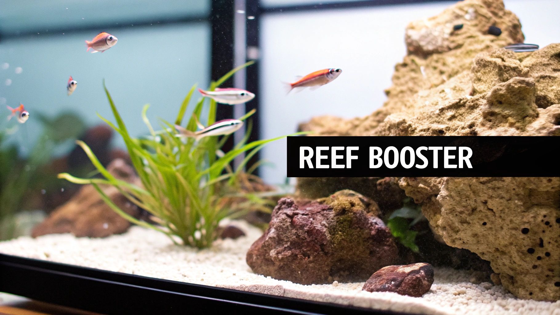 An aquarium with small fish, green plants, sand, and rocks, featuring a 'REEF BOOSTER' banner.