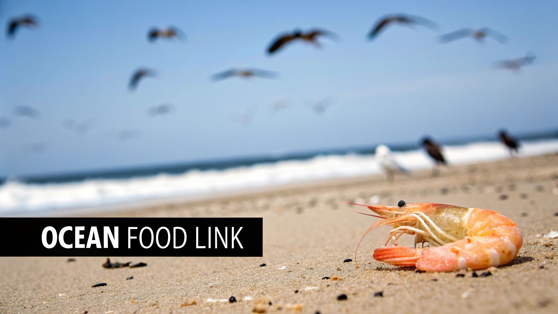 A school of small fish swimming near a coral reef, with a shrimp visible on the seafloor below.