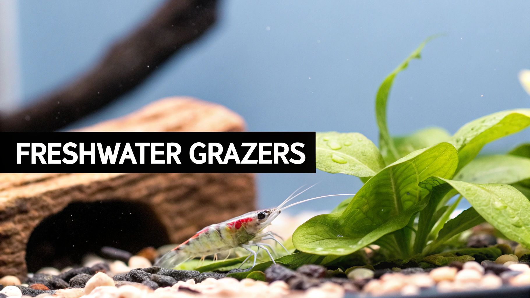 A close-up of a red-marked freshwater shrimp on a green plant in an aquarium, with the text 'FRESHWATER GRAZERS' on a black bar.