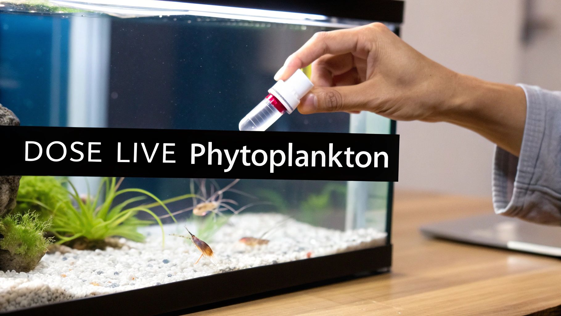 A reef keeper dosing phytoplankton into an aquarium to feed copepods
