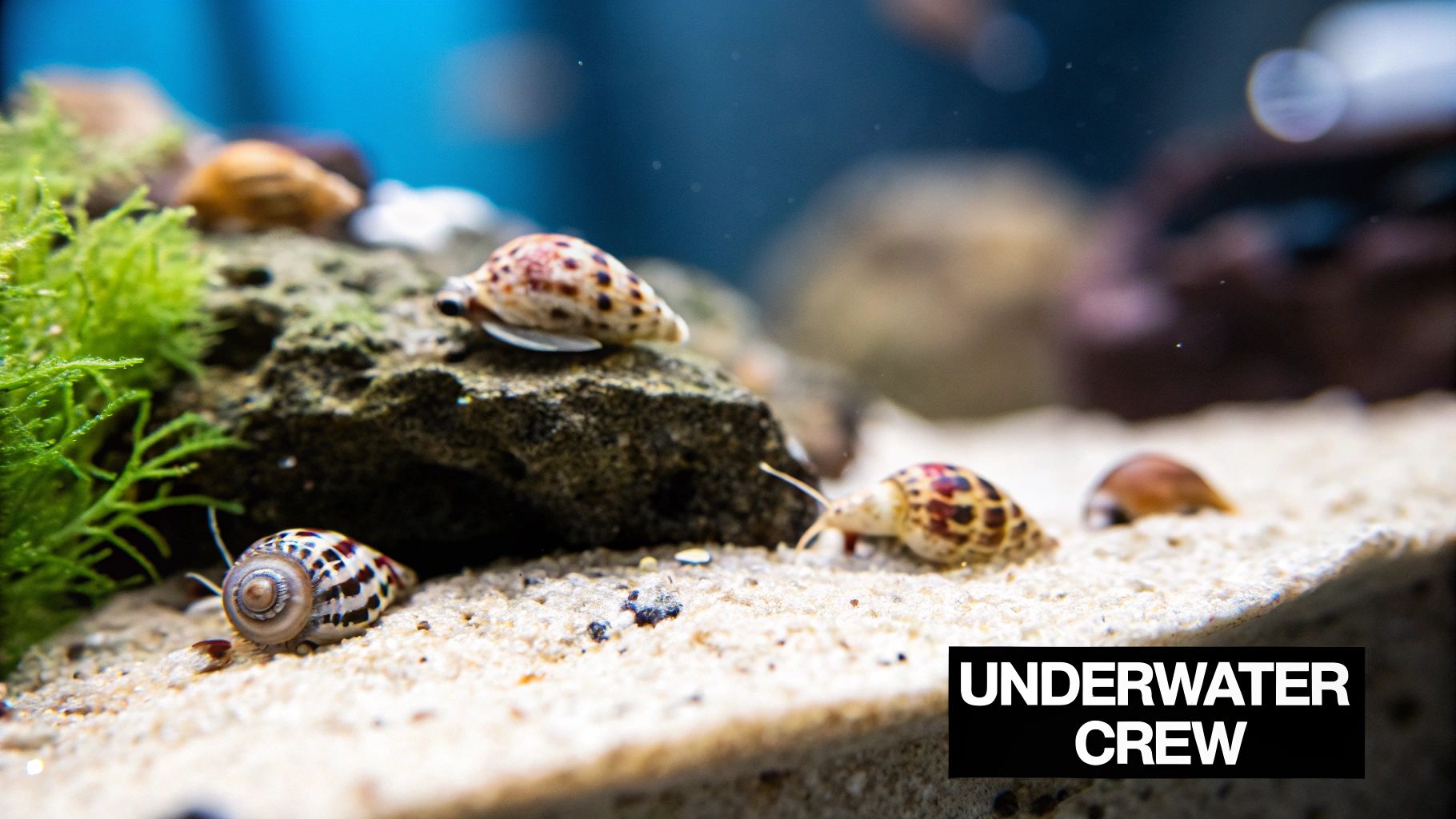 Close-up of several patterned snails crawling on sand and rocks in a vibrant green saltwater aquarium.