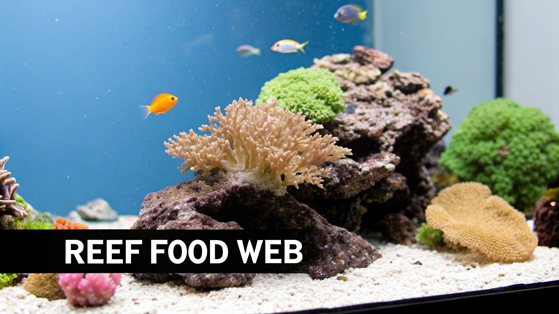 A vibrant coral reef aquarium with colorful fish, various types of corals, and white sand.