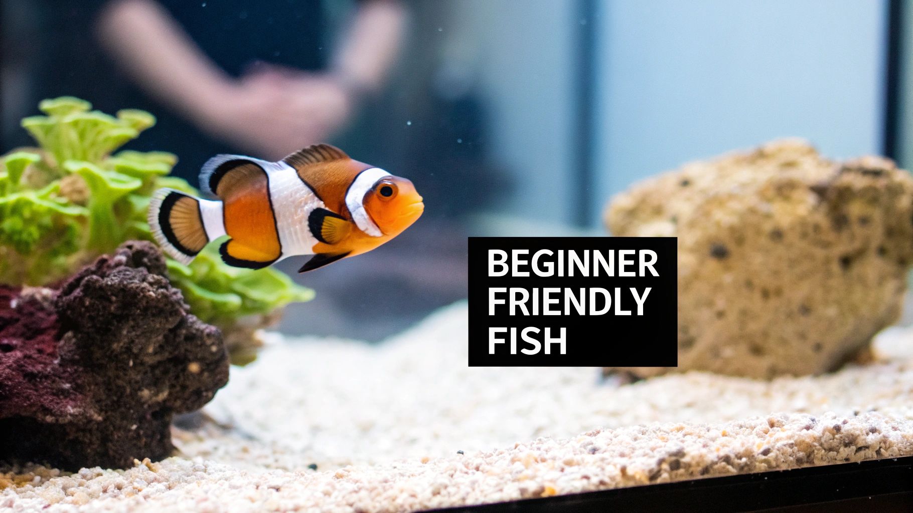 A vibrant orange and white clownfish swims in an illuminated home aquarium with “BEGINNER FRIENDLY FISH” text.