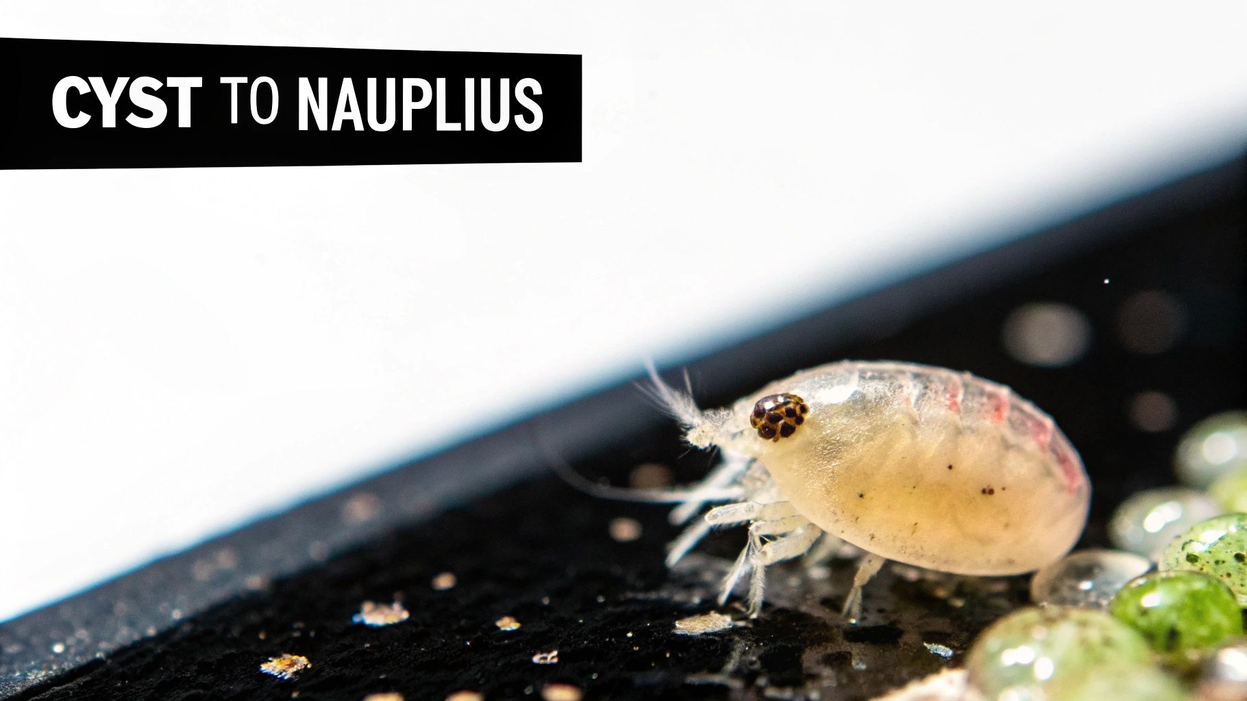 Close-up of a translucent nauplius, possibly a baby brine shrimp, with large eyes, next to green spheres.