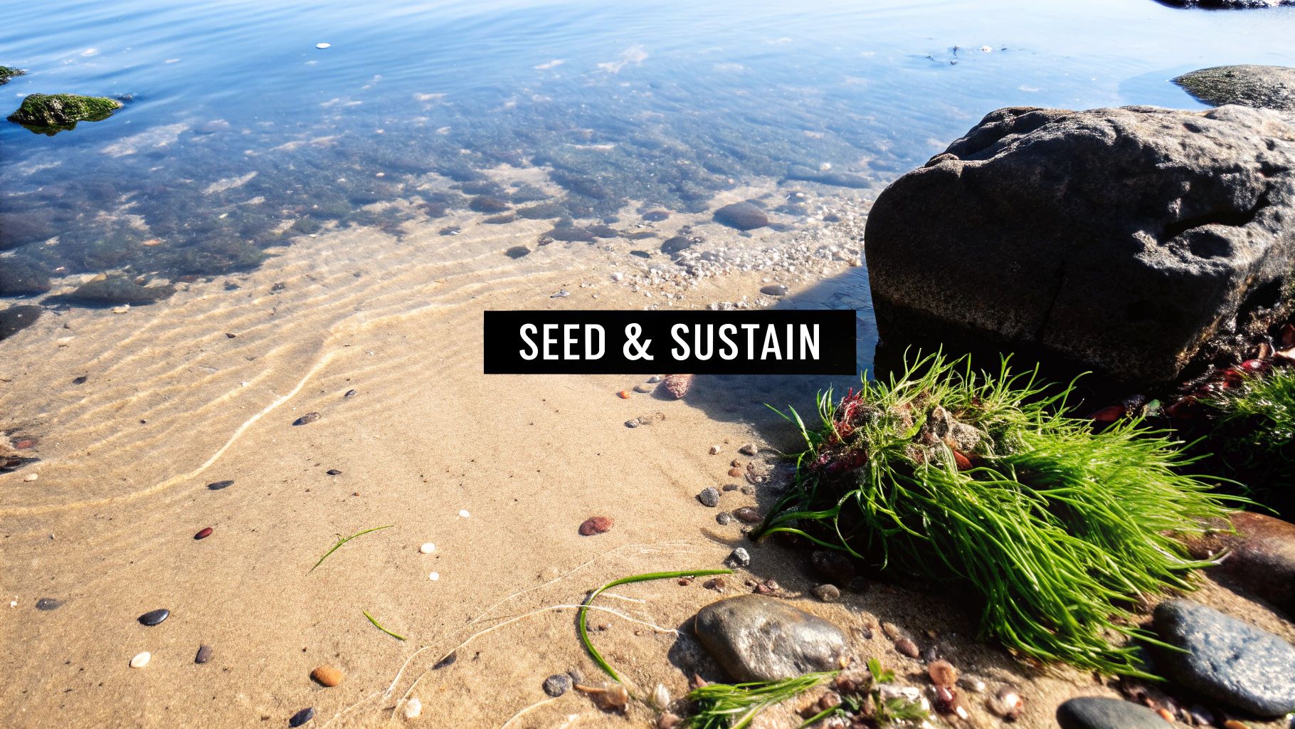 A sunny beach scene with clear water, sand, rocks, and vibrant green seaweed at the water's edge, with the text 'SEED & SUSTAIN'.