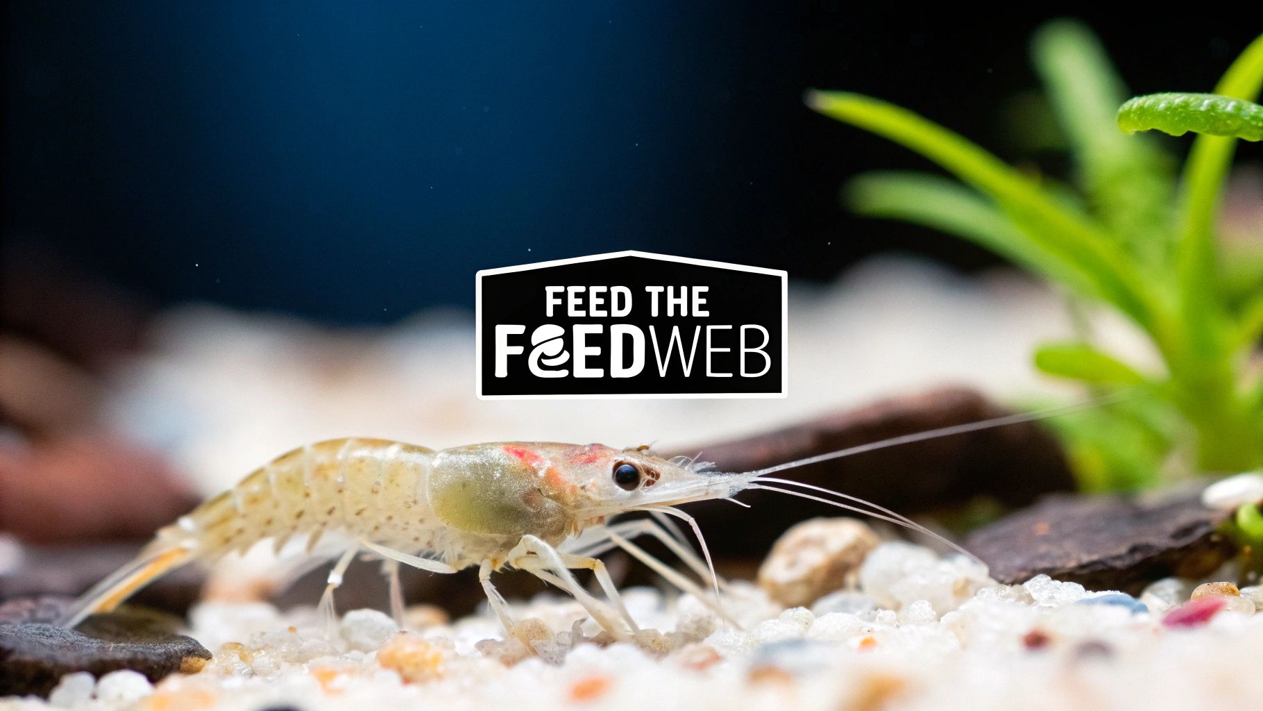 A close-up of a small shrimp on white sand with green plants and a brand logo.