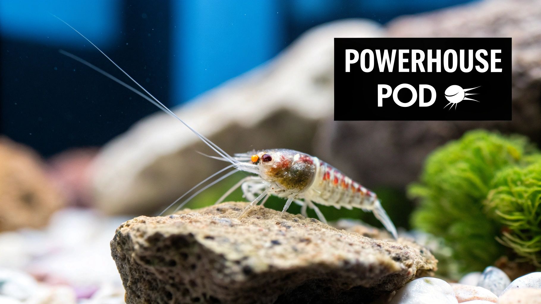 A close-up of a tiny freshwater shrimp with orange eyes and long antennae resting on a textured rock.