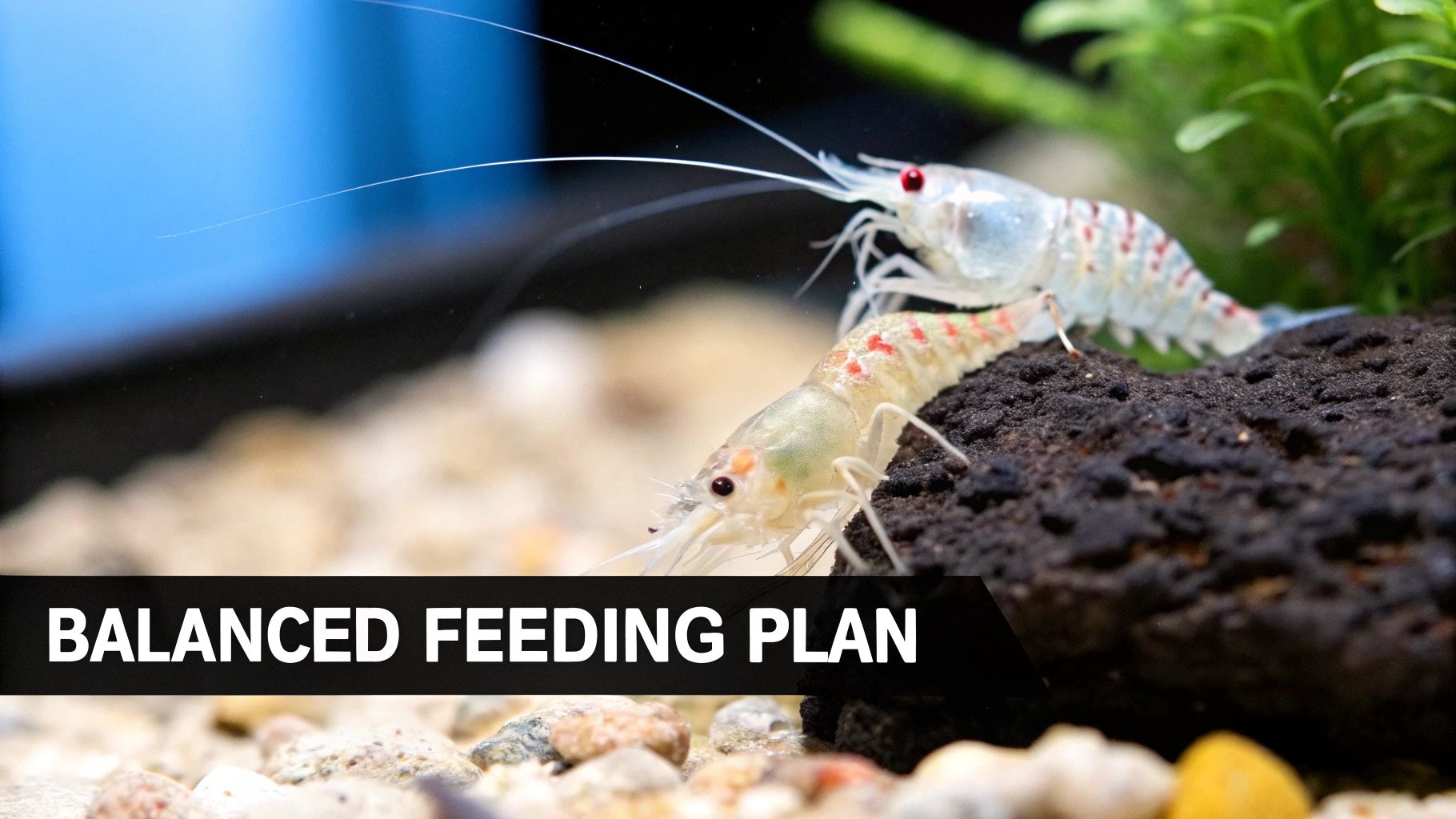 Two white crayfish with red markings on dark substrate in an aquarium, with text 'BALANCED FEEDING PLAN'.