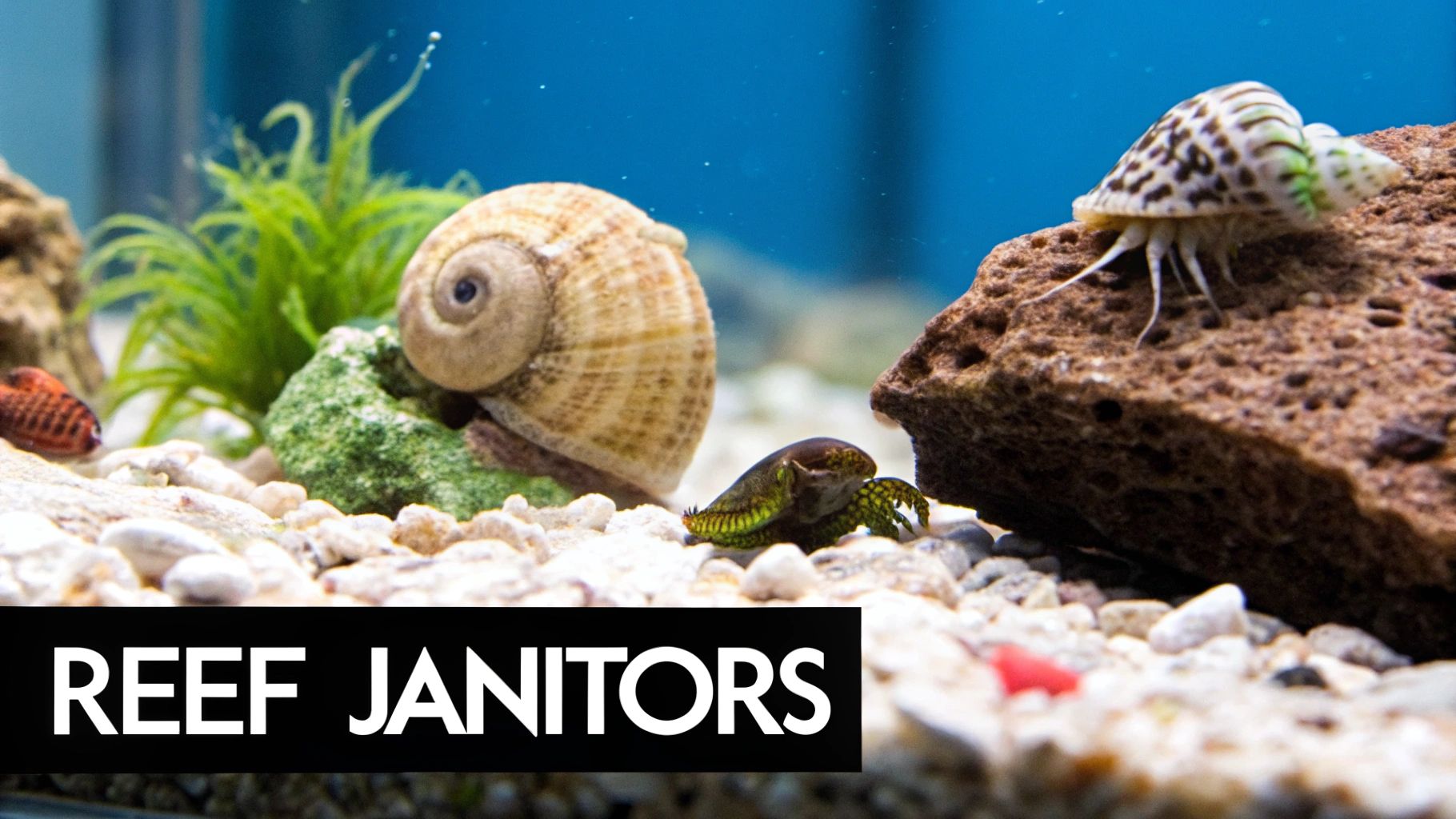 An Emerald Crab perched on live rock in a marine aquarium, a key member of an invertebrate cleanup crew.