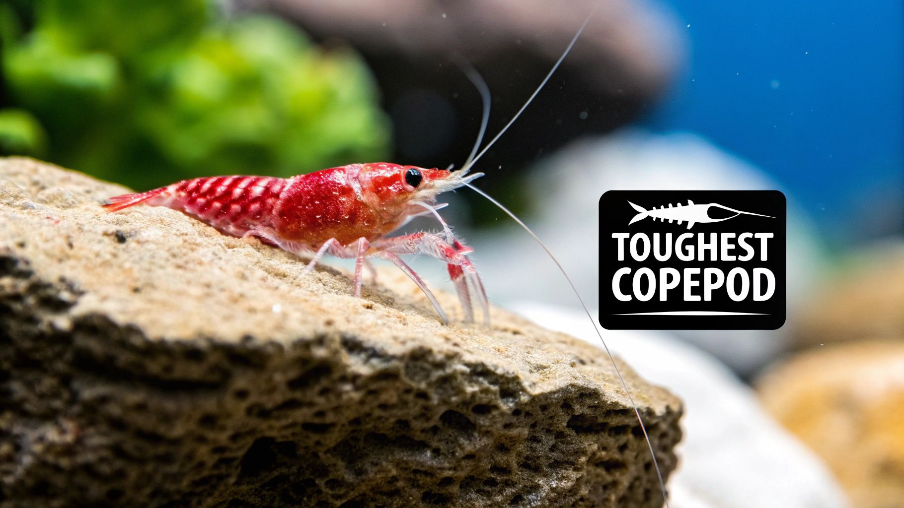 A vibrant red dwarf shrimp with long antennae rests on a textured rock in an aquarium, with a 'Toughest Copepod' logo visible.