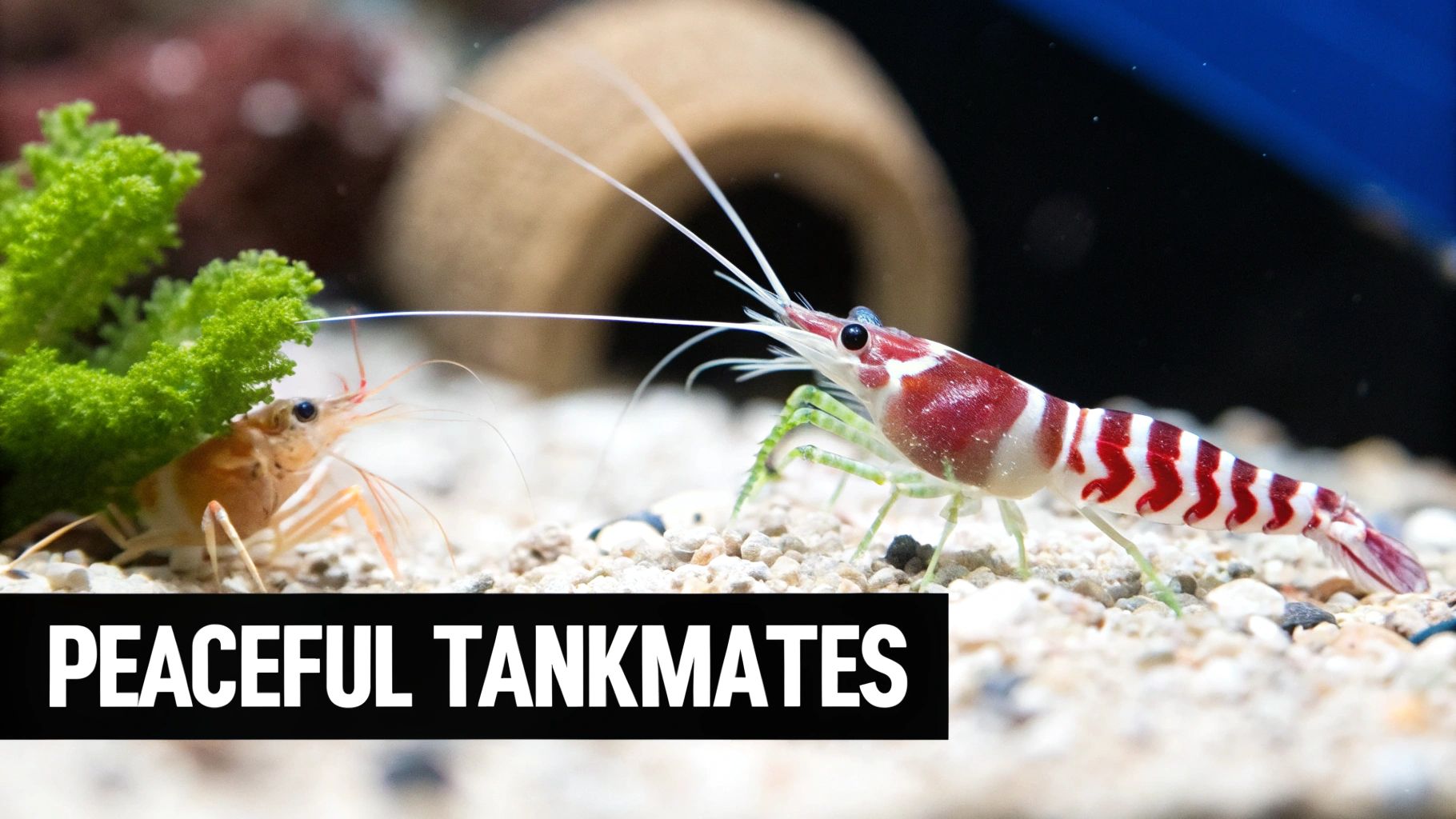 Close-up of two peaceful shrimp, a red and white striped one and an orange one, in an aquarium.