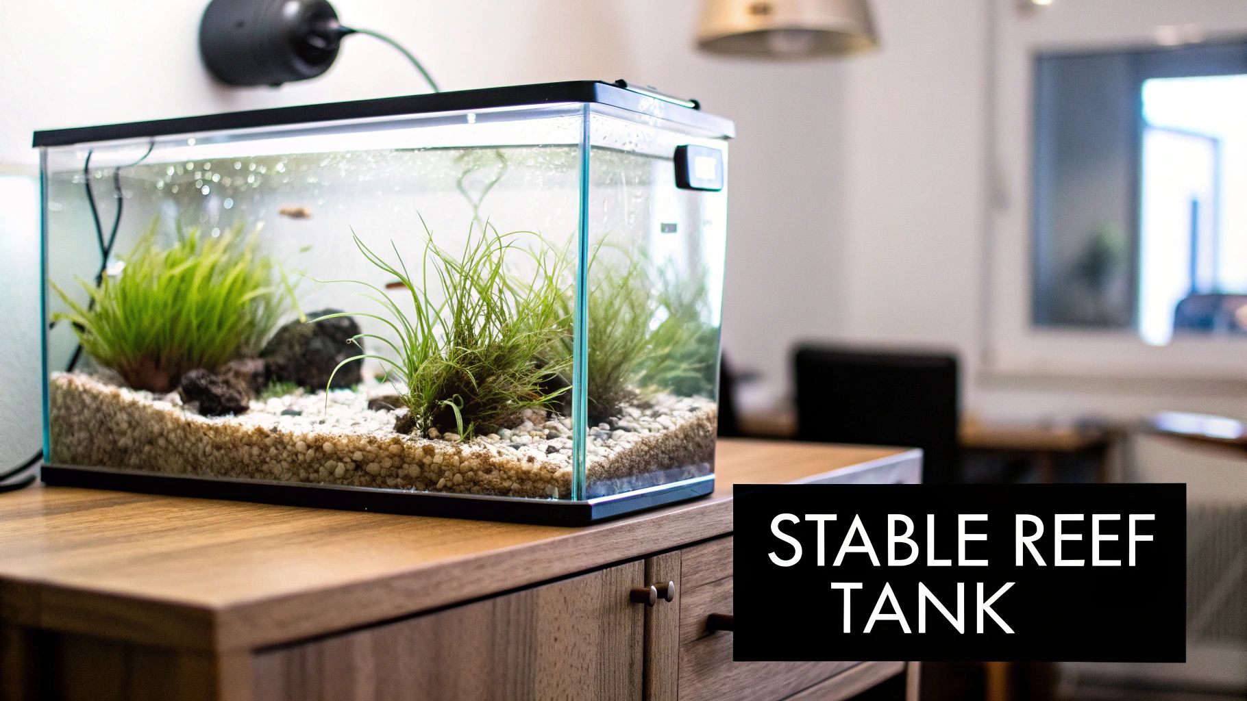 A thriving refugium in a sump, filled with green macroalgae under a grow light.