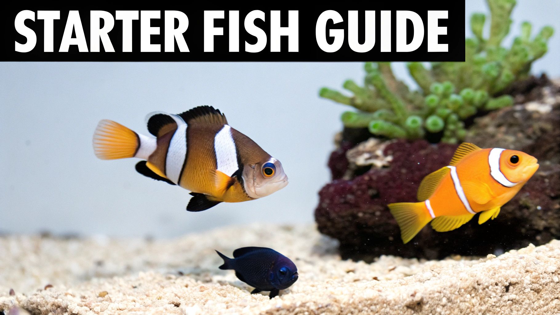 A bright orange clownfish swimming in a saltwater aquarium.