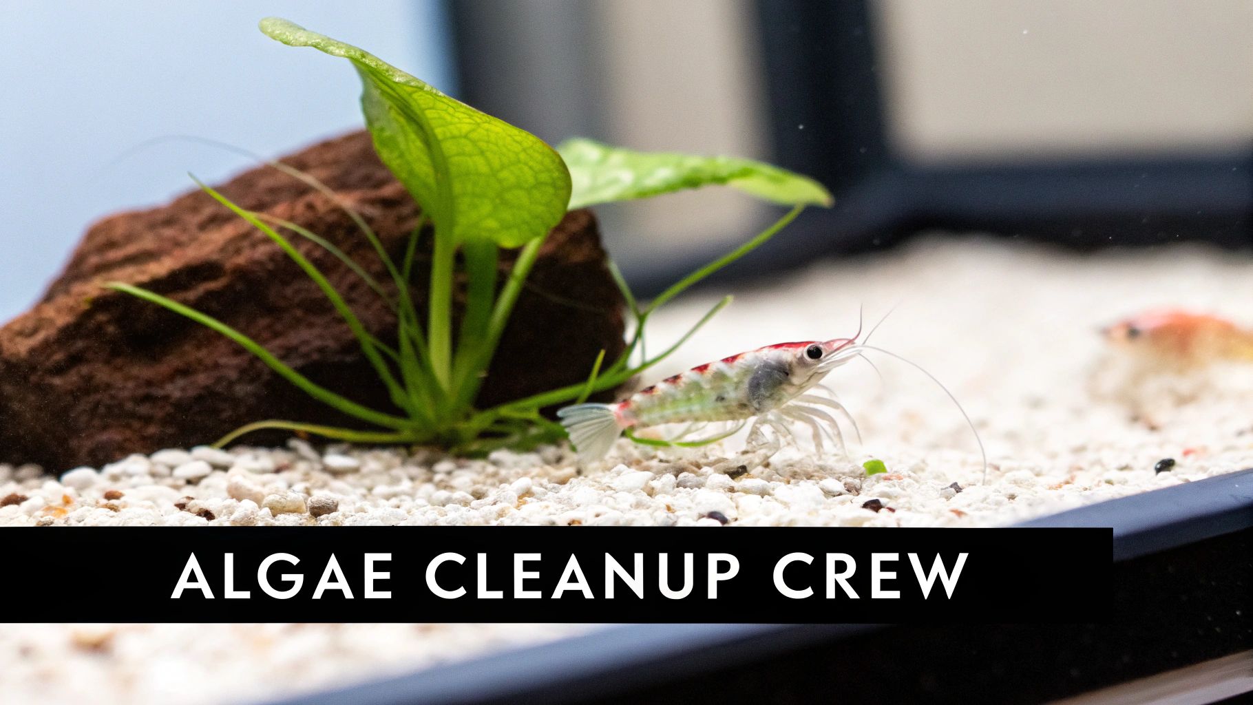 A small red and white shrimp on white gravel in an aquarium, with a green plant and brown rock.