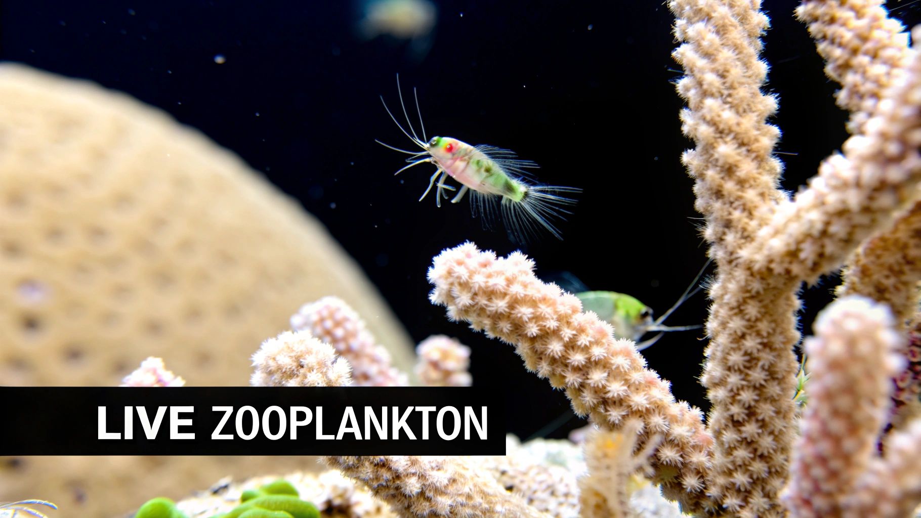 A close-up shot of live copepods swimming in a reef tank, with corals in the background.