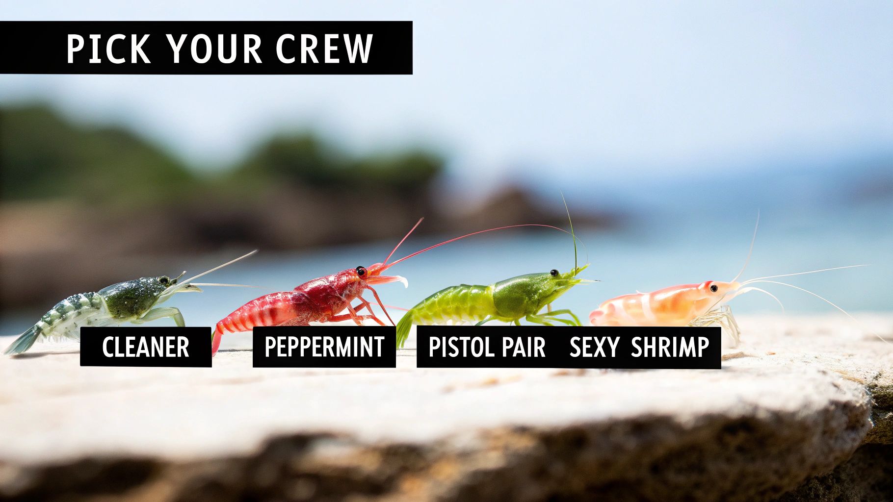 Four colorful reef aquarium shrimp: cleaner, peppermint, pistol pair, and sexy shrimp, lined up on a rock.