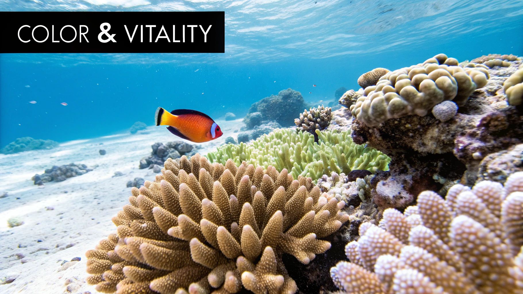 An underwater shot of vibrant coral reef with a colorful fish and text 'COLOR & VITALITY'.