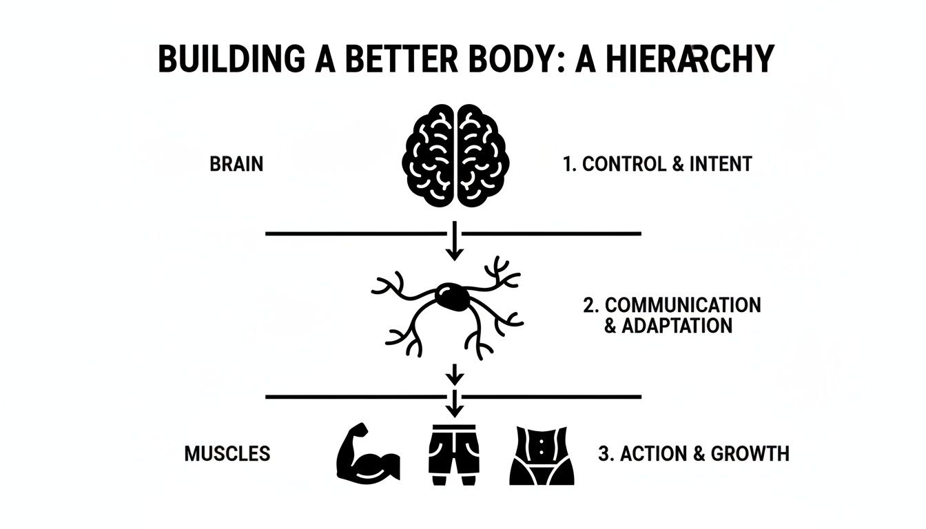 Diagram showing a hierarchical process from brain to neurons to muscles for building a better body.