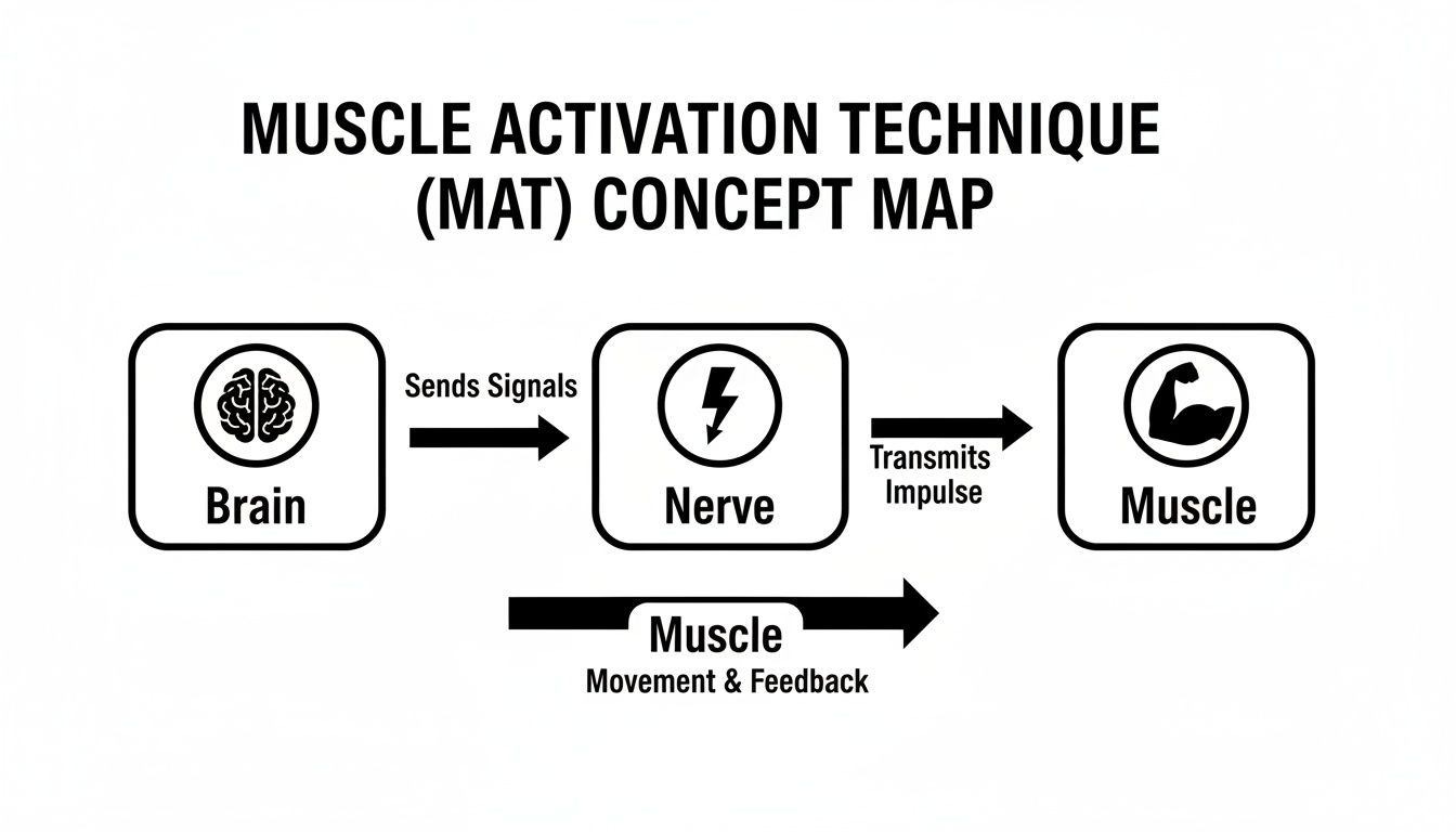 A concept map illustrating Muscle Activation Technique: Brain sends signals to Nerve, which transmits impulses to Muscle for movement and feedback.