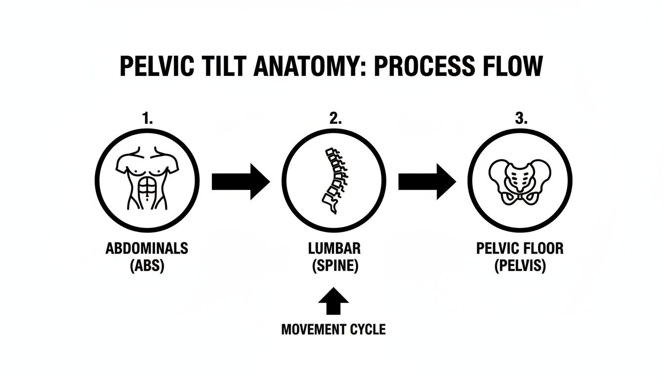 A process flow diagram illustrating pelvic tilt anatomy, showing the connection between abdominals, lumbar spine, and pelvic floor.