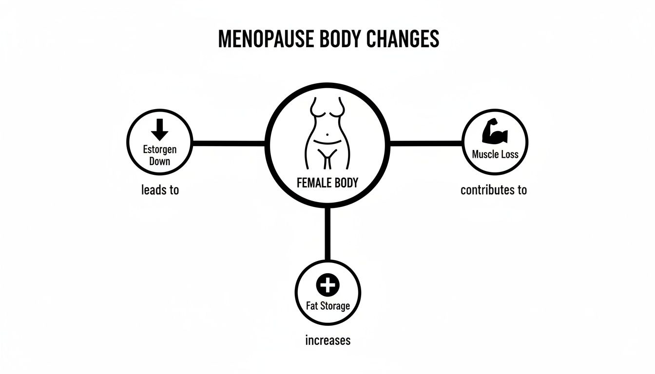 Diagram illustrating menopause body changes: decreased estrogen leads to muscle loss and increased fat storage.