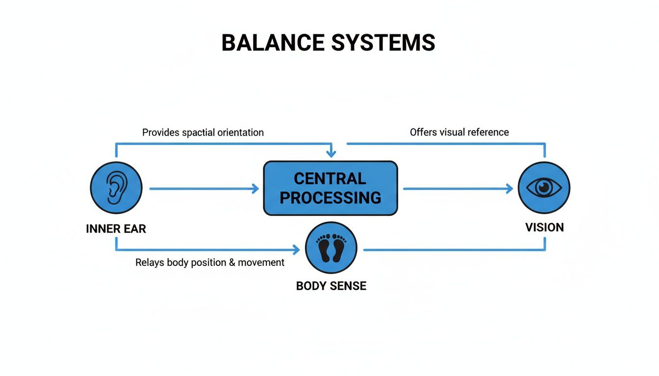 A diagram illustrating the human balance systems, showing inner ear, body sense, and vision feeding into central processing.