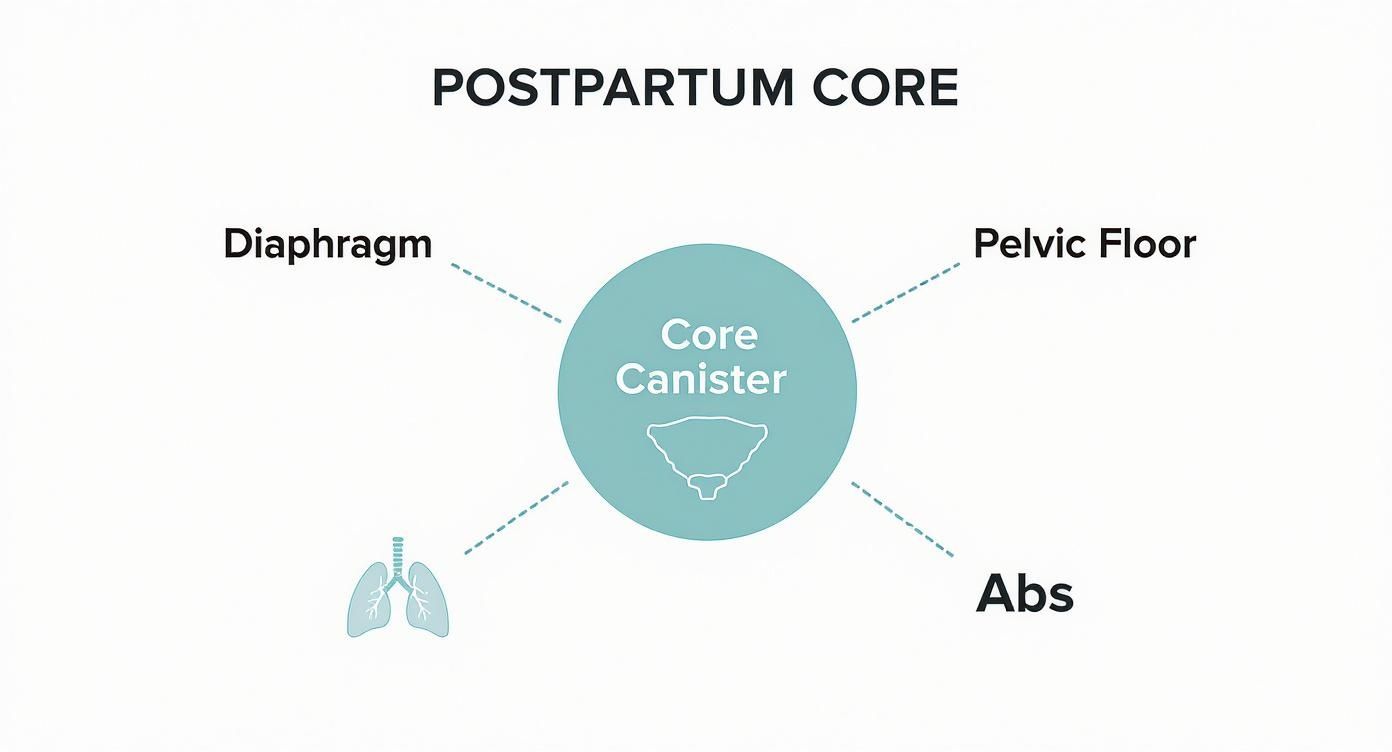 Diagram showing the components of the postpartum core: diaphragm, pelvic floor, and abdominal muscles.